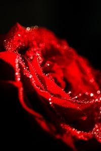 Floral valentine romantic photo