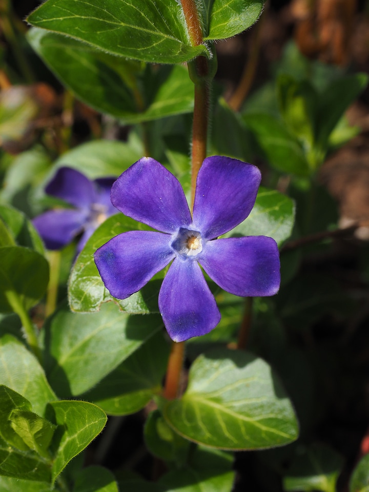 Bloom purple violet