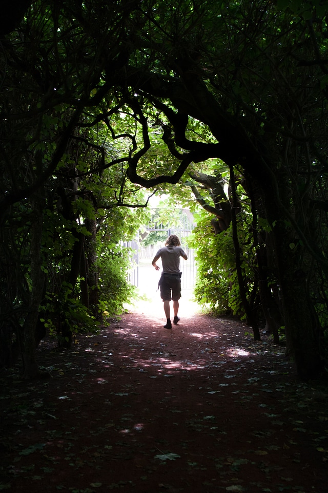 Nature bush light