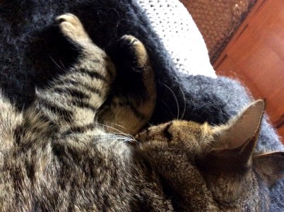Alf our youg tabby