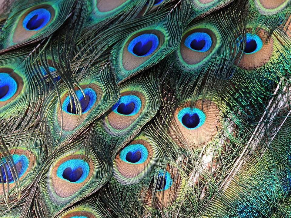 Peacock color zoo