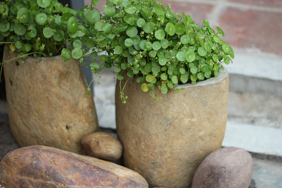 Wok plant decoration