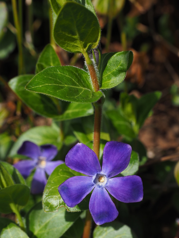 Bloom purple violet