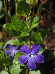 Bloom purple violet photo