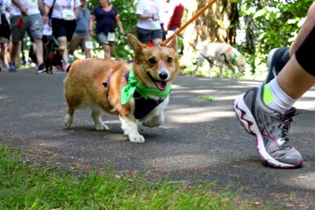 Furry 5K 2019