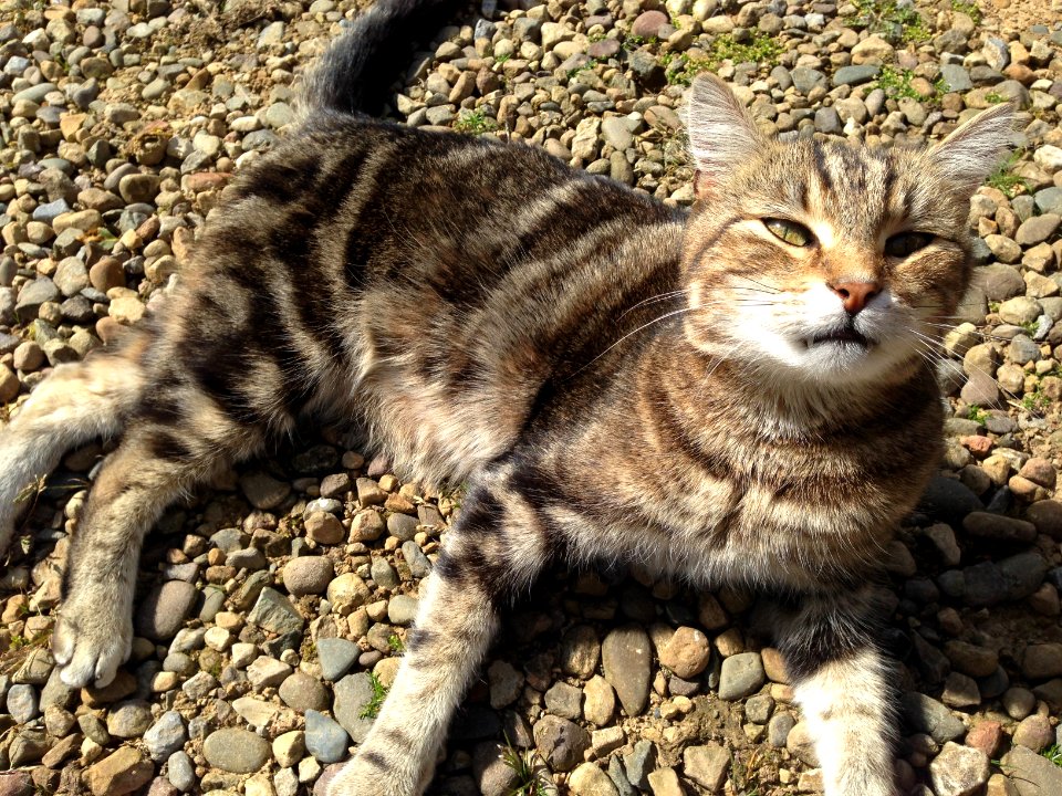 Top cat