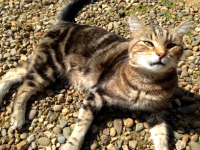Top cat