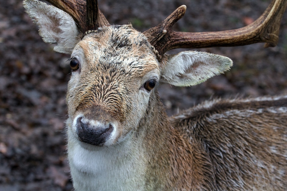 Wild fallow deer red deer