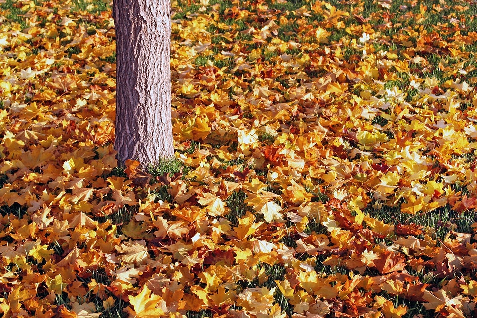 Autumn fall seasonal