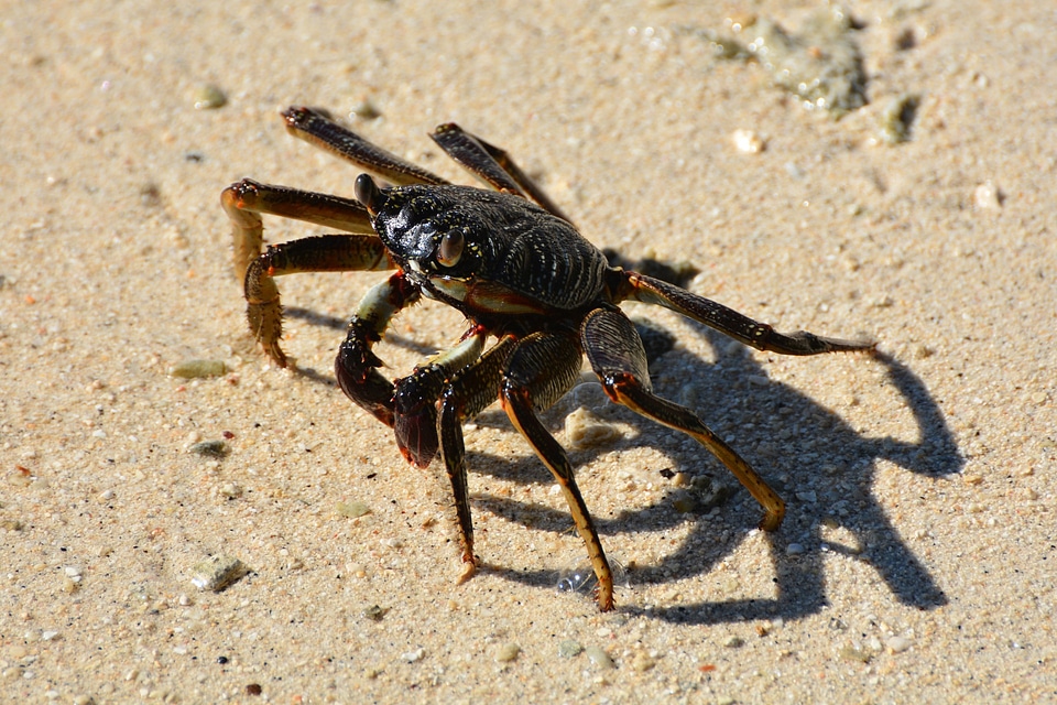 Cancer animals shellfish