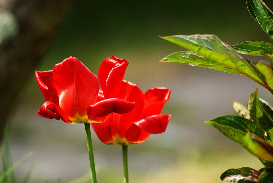 Red flowers flowers passed