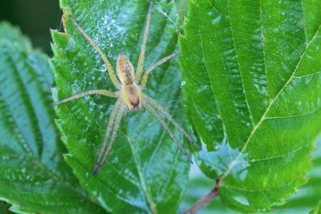 Raft Spider