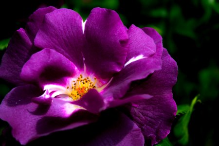 purpleflower photo
