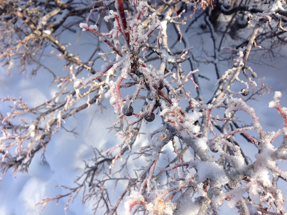 Season nature tree branches