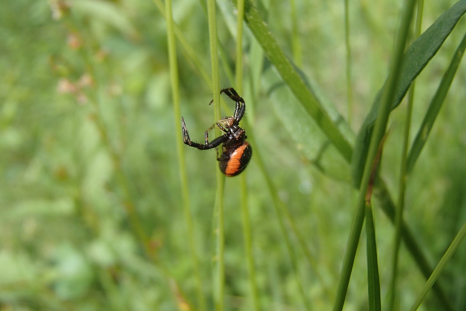 Macro insect nature