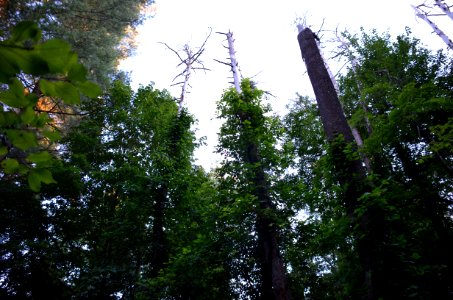 Magic Forest
