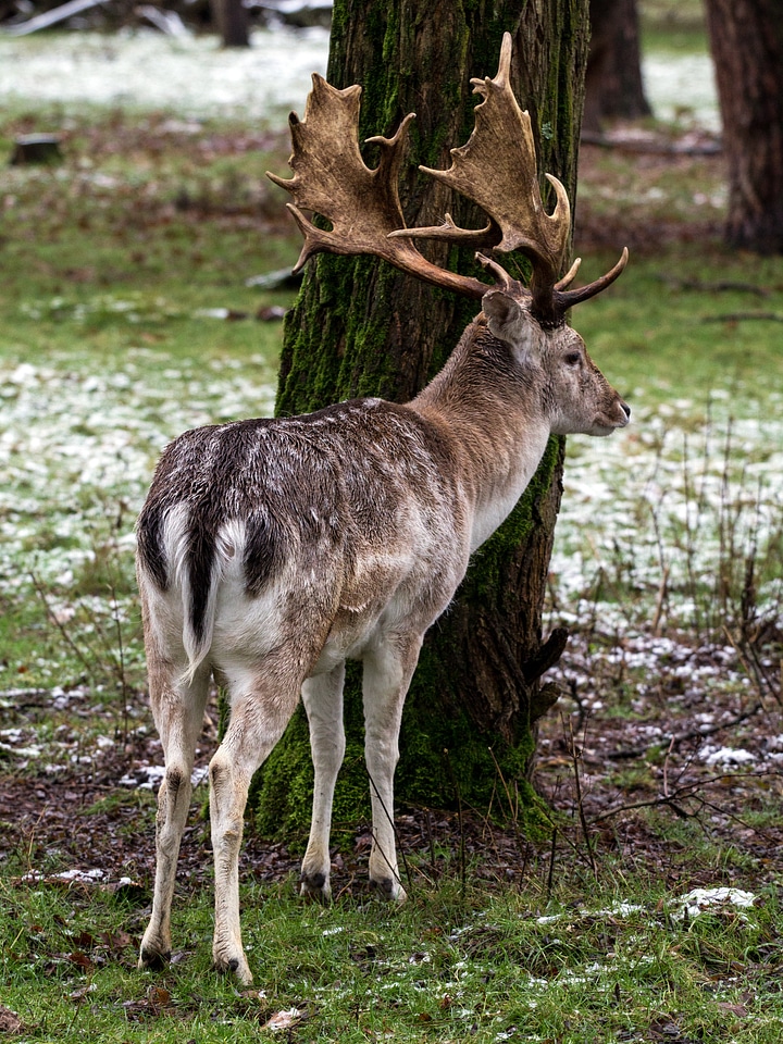 Wild fallow deer red deer