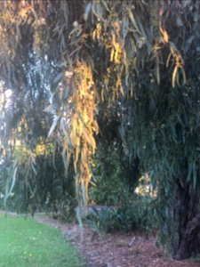 Brunswick Park Wattle tree