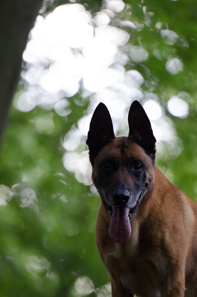 Summer sunset belgian shepherd dog photo