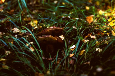 Mushrooms at the evening photo