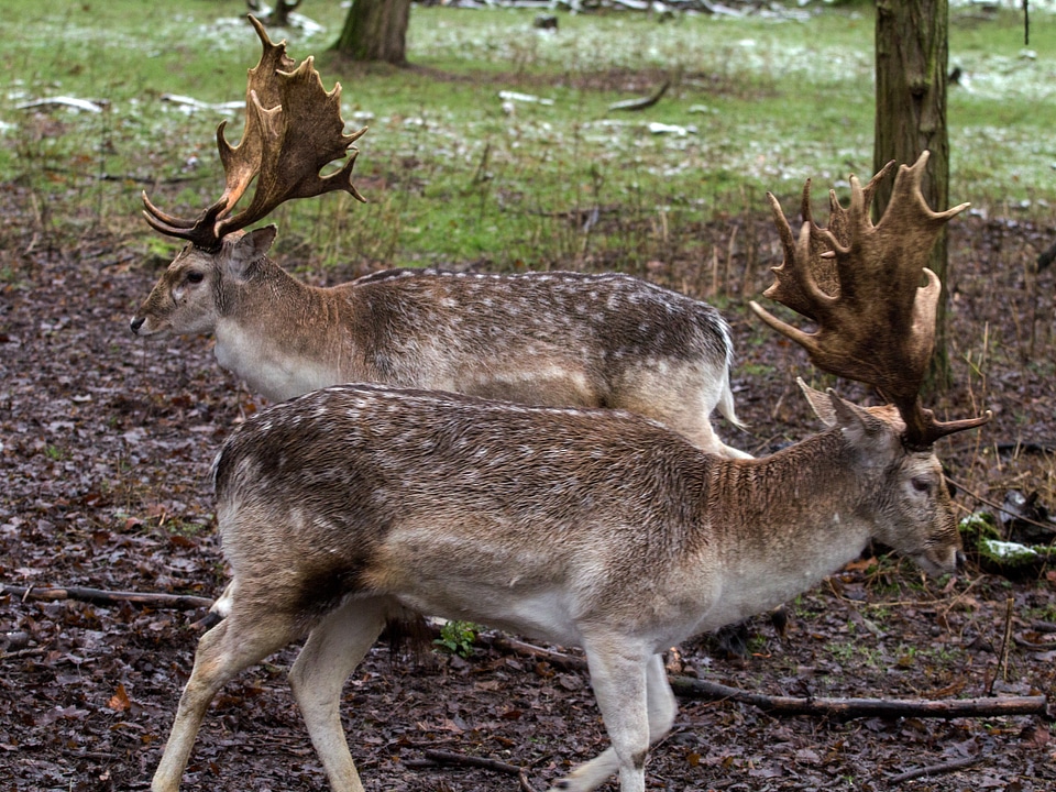 Wild fallow deer red deer