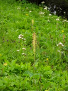 Pedicularis bracteosa (bracted lousewort) (among many others) photo