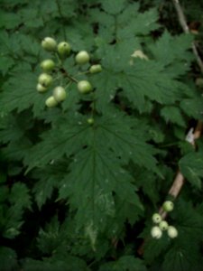 Actaea rubra? (red baneberry)