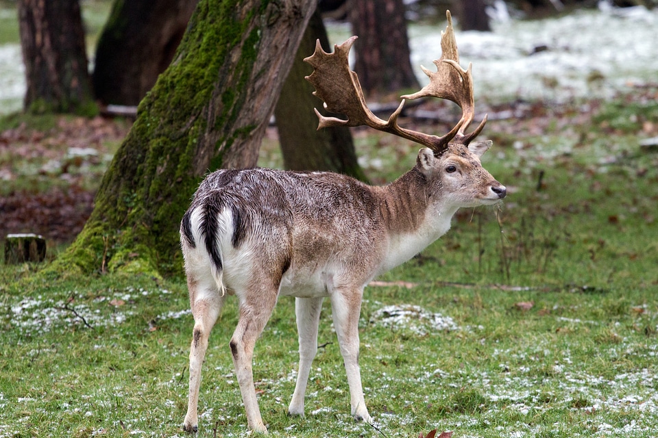 Wild fallow deer red deer