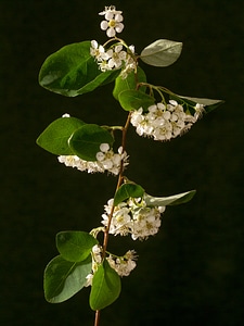 Macro spiere flowering shrub