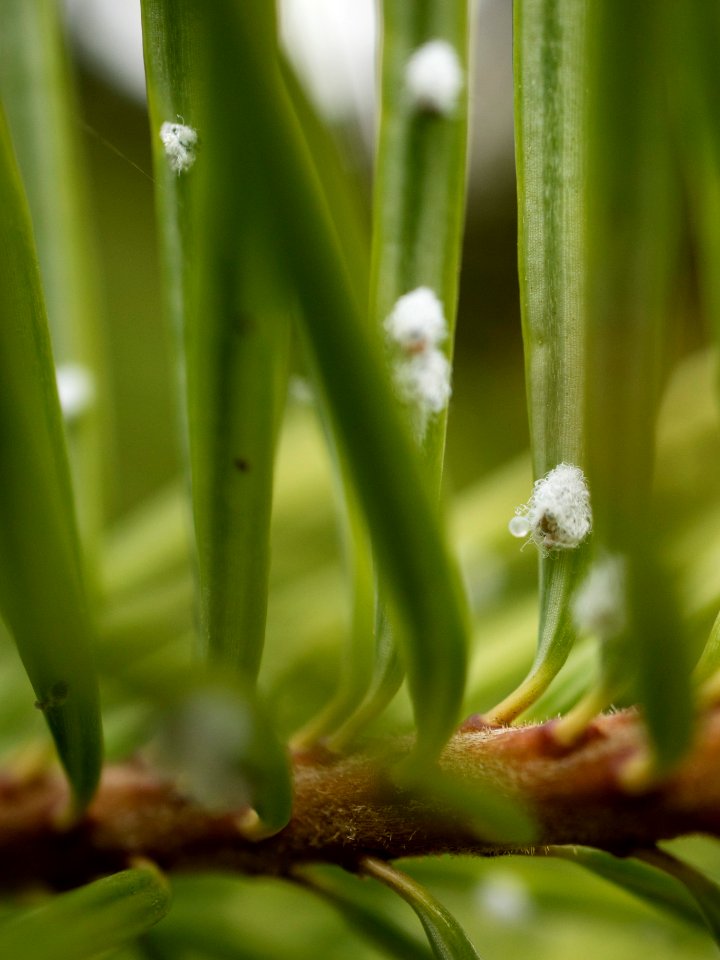 Adelges tsugae(?) egg clusters
