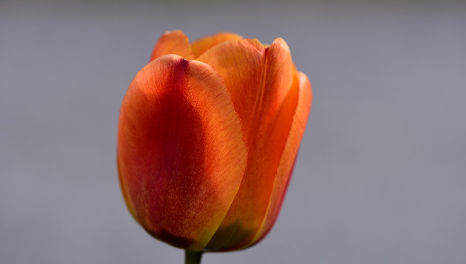 Bloom orange red intense color