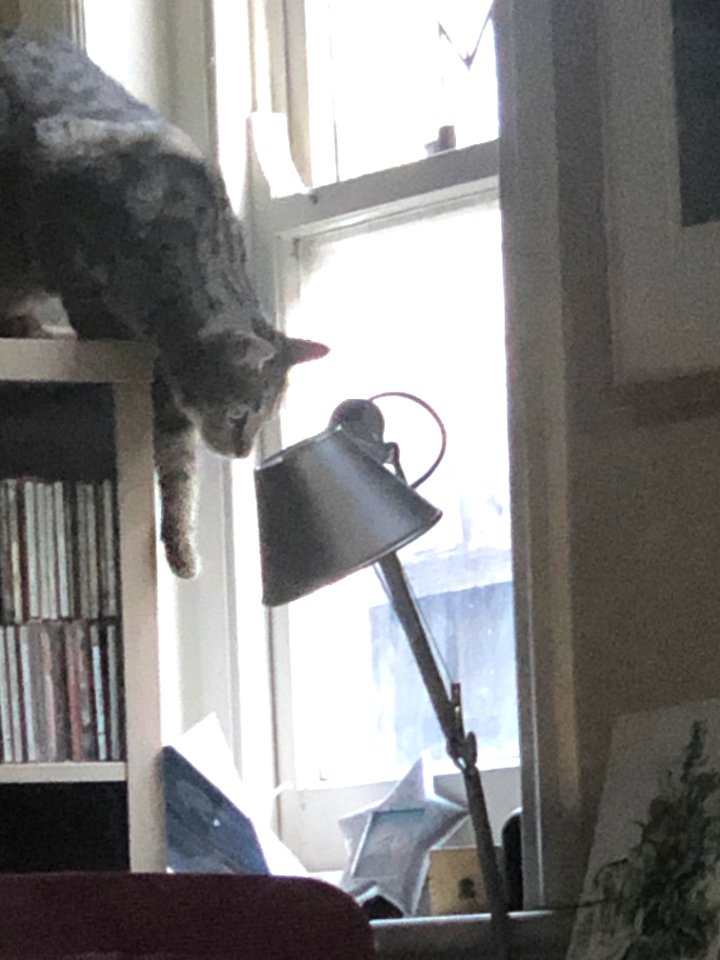 Alfie, on his way down