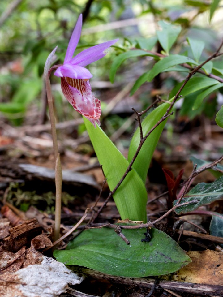 Calypso bulbosa