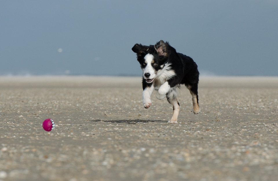 Young dog beach playful
