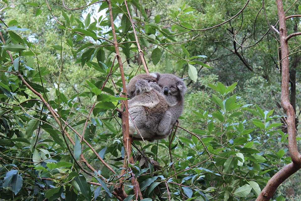 Koala australia animals