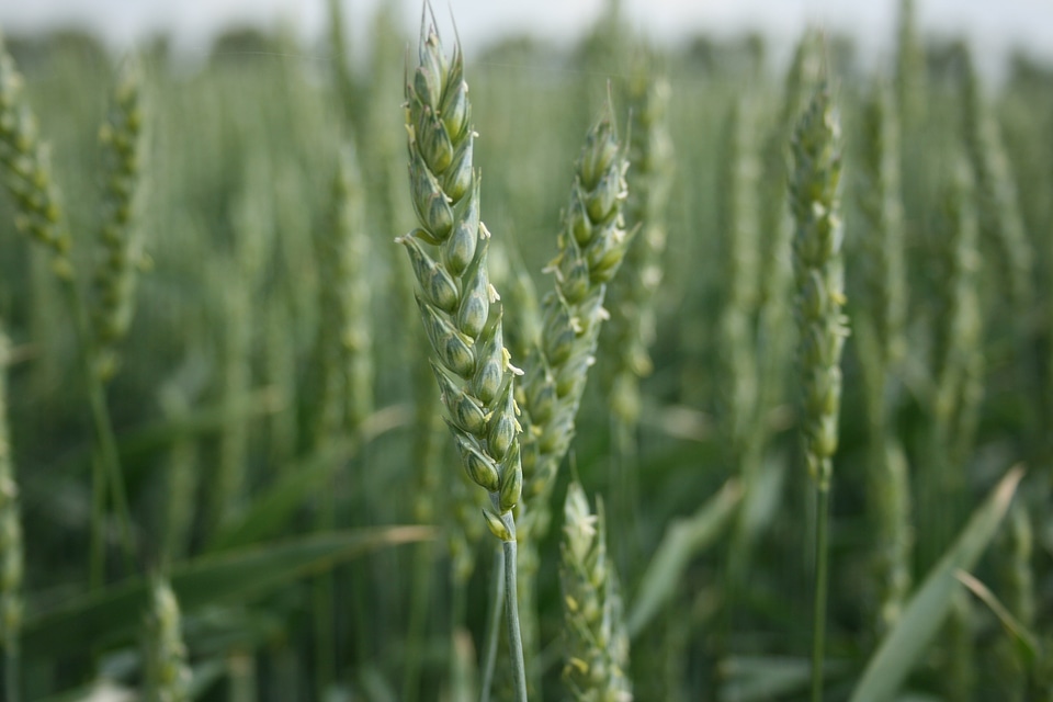 Grain wheat agriculture field