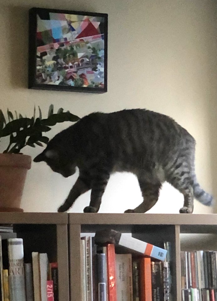 Alf the cat from hell