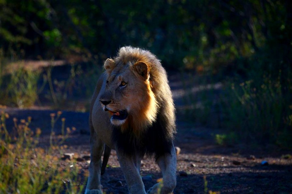 Lion 9