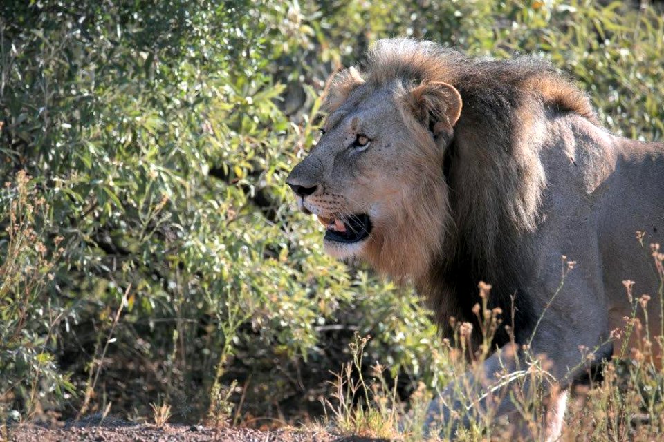 Lion 10