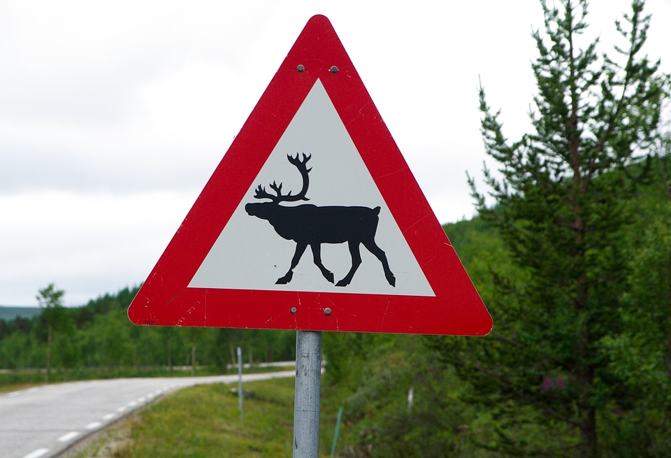 Panel reindeer danger