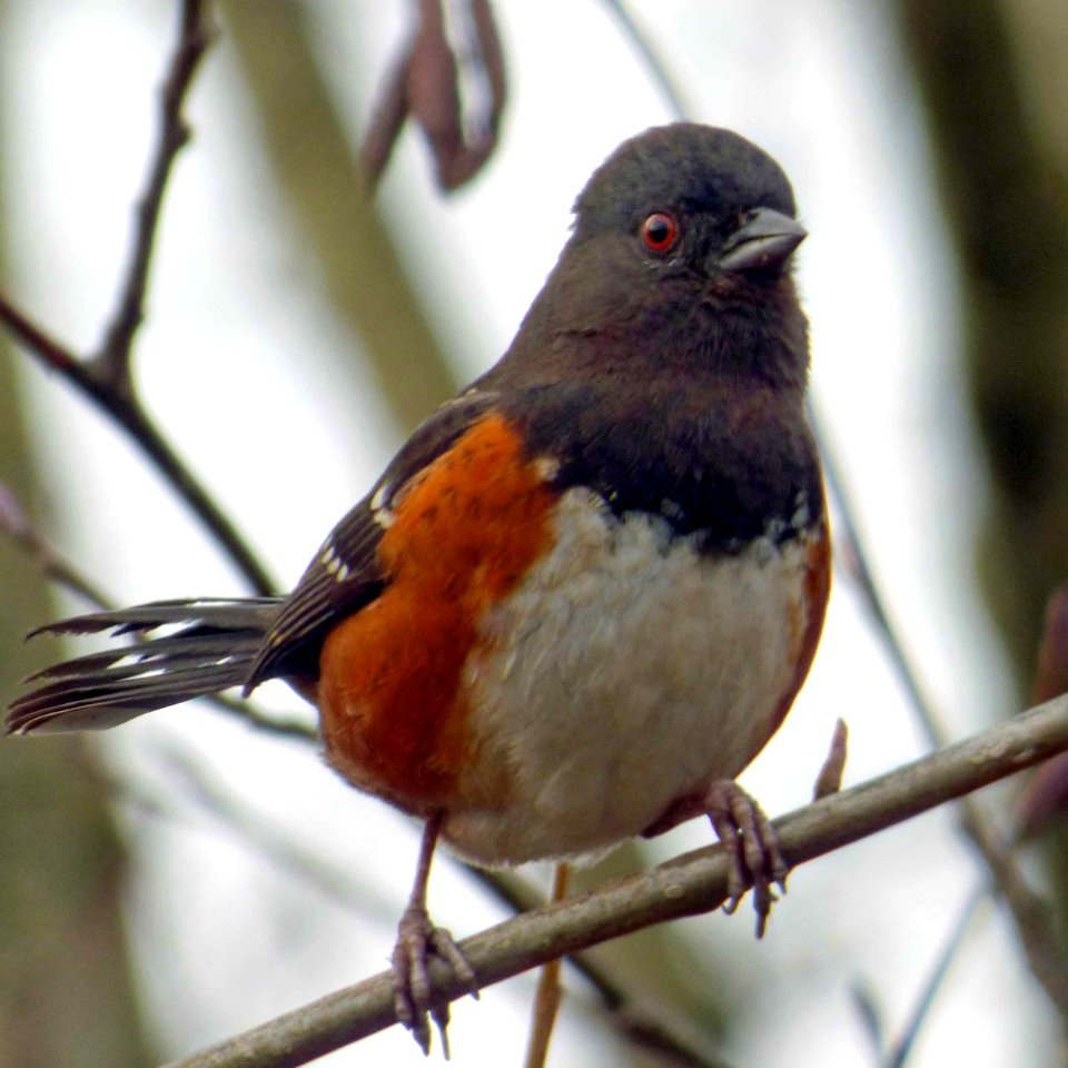 towhee 15-2-4 019 avatar