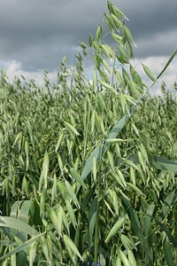 Agriculture field countryside