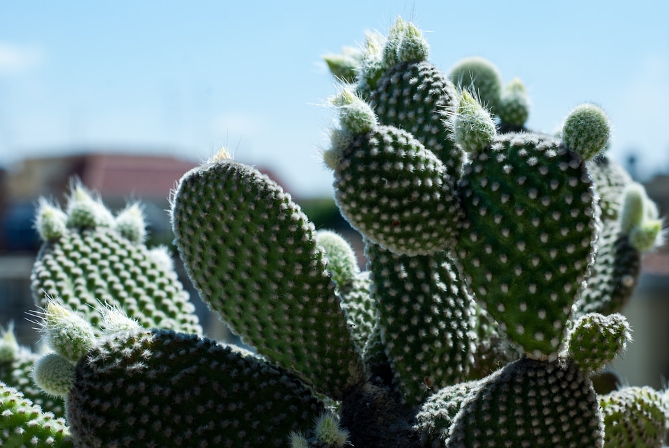 Nature succulent desert