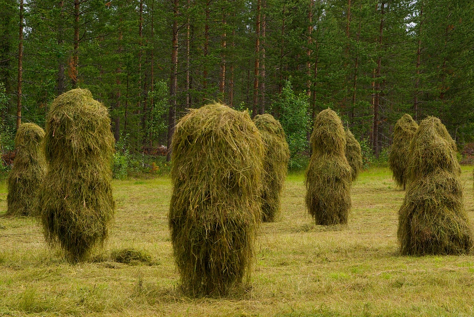 Haystacks breeding farm