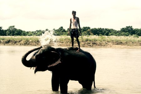 Chitwan - elephant bath photo