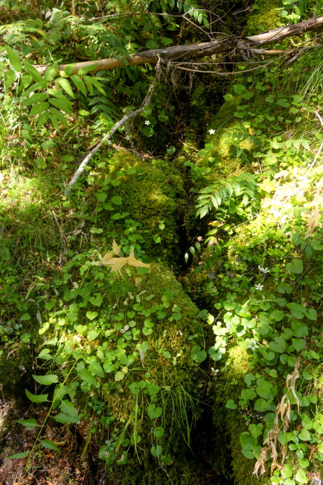 wonderland trail 4