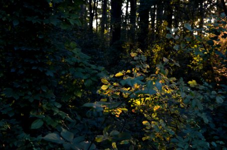 Magic Forest