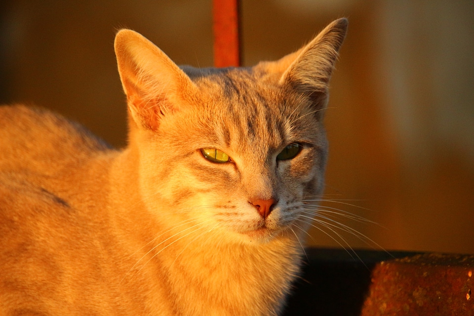 Evening light sun cat face