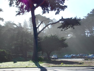 Sutro Sunlight