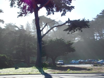 Sutro Sunlight photo